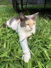 Lost Cat