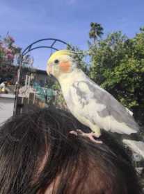 Lost Cockatiel