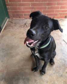 Lost Dog