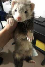 Lost Ferret