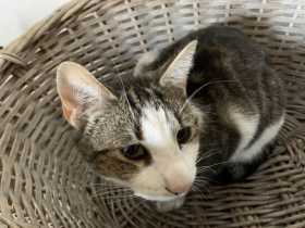 Lost Cat