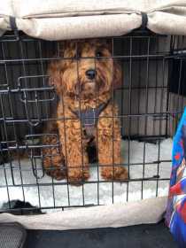 Lost Dog