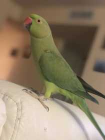 Lost Indian Ringneck Parakeet