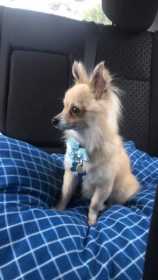 Lost Dog
