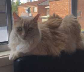 Lost Cat