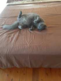 Lost Cat