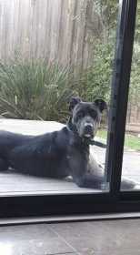Lost Dog