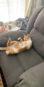 Lost Cat