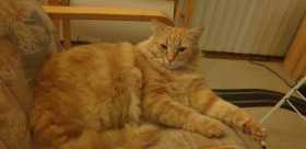 Lost Cat