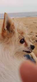 Lost Dog