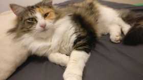 Lost Cat