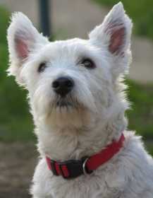 Lost Dog