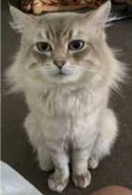 Lost Cat