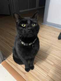 Lost Cat