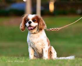 Lost Dog