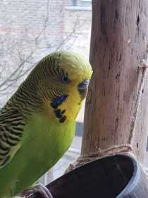 Lost Budgerigar