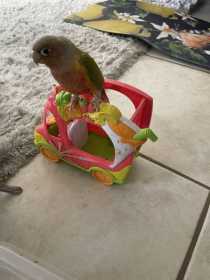 Lost Conure