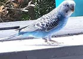 Lost Parakeet