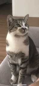 Lost Cat