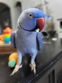 Lost Indian Ringneck Parakeet