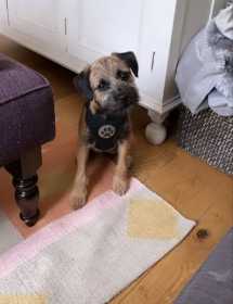 Lost Dog