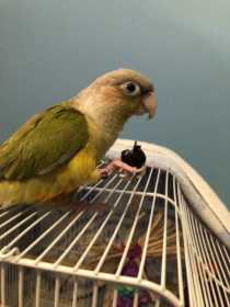 Lost Conure