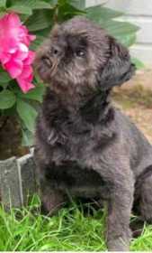 Lost Dog