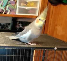 Lost Cockatiel