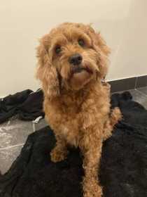 Lost Dog