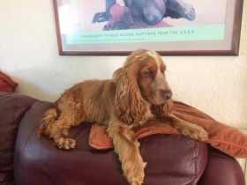 Lost Dog