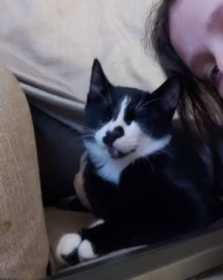 Lost Cat