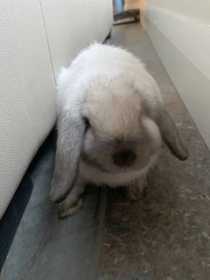 Lost Rabbit
