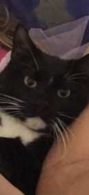 Lost Cat