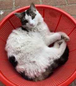 Lost Cat