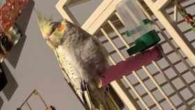 Lost Cockatiel