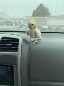 Lost Cockatiel