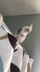 Lost Cockatiel