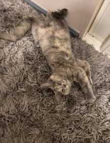 Lost Cat