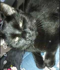Lost Cat