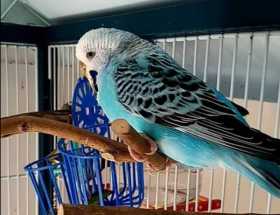 Lost Budgerigar
