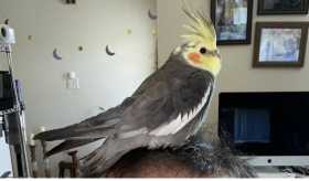 Lost Cockatiel