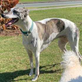 Lost Dog
