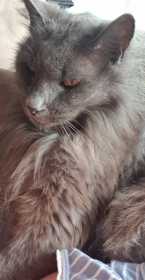 Lost Cat