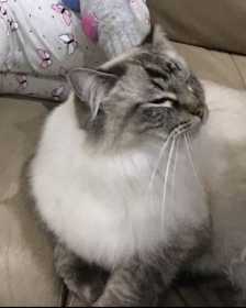Lost Cat