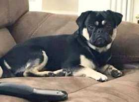 Lost Dog