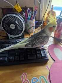 Lost Cockatiel