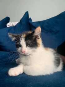 Lost Cat