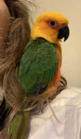 Lost Conure