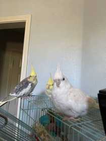 Lost Cockatiel