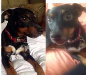 Lost Dog